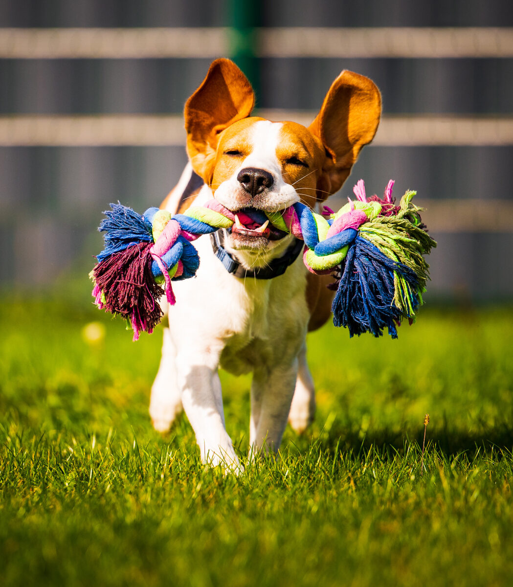 A dog running across a field with a toy in its mouth